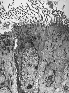 M,22y. | normal bronchial epithelium M,22y. | normal bronchial epithelium